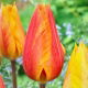 Tulipan El Nino - 5 szt.