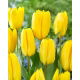 Tulipan Candela - 5 szt.