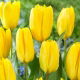 Tulipan Candela - 5 szt.