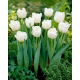 Tulipan Mondial - duża paczka! - 50 szt.