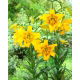 Lilia tygrysia - Yellow Bruse