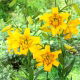 Lilia tygrysia - Yellow Bruse
