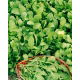 Baby Leaf - Rukola