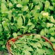 Baby Leaf - Rukola