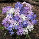 Śnieżnik lśniący mix - Chionodoxa luciliae mix - 10 szt.