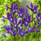 Irys holenderski - Discovery Purple - duża paczka! - 100 szt.