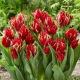 Tulipan Red Spider - duża paczka! - 50 szt.