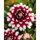 Dalia - Duet - GIGA paczka! - 50 szt.