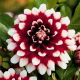 Dalia - Duet - GIGA paczka! - 50 szt.