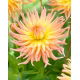 Dalia - Apricot Star