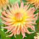 Dalia - Apricot Star - duża paczka! - 10 szt.