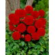 Dalia - Arnhem
