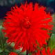 Dalia - Apache