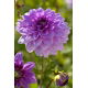 Dalia - Blue Boy