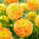 Dalia - Deep Impact