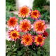 Dalia - Floorinoor