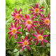 Dalia - Honka Pink