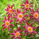 Dalia - Honka Pink