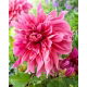 Dalia - Maki