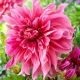 Dalia - Maki