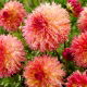 Dalia - Myrtle's Folly