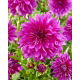 Dalia - Purple Taiheijo