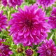 Dalia - Purple Taiheijo - duża paczka! - 10 szt.