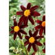 Dalia - Honka Dark