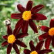 Dalia - Honka Dark