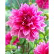 Dalia - Emory Paul