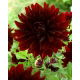 Dalia - Rip City