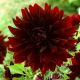 Dalia - Rip City