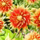 Dalia - Autumn Sunburst