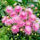 Dalia - Park Princess