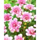 Dalia - Pink Perception - duża paczka! - 10 szt.