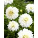 Dalia - Fleurel