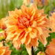 Dalia - Ben Huston