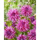 Dalia - Blackberry Ripple - duża paczka! - 10 szt.