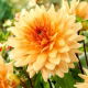 Dalia - Noordwijks Glorie