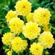 Dalia - Glory of Heemstede