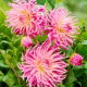 Dalia - Star's Favourite