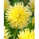 Dalia - Yellow Star - duża paczka! - 10 szt.