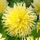 Dalia - Yellow Star - duża paczka! - 10 szt.