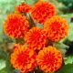 Dalia - Orange Nugget - duża paczka! - 10 szt.