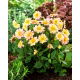 Dalia - Topmix Apricot - duża paczka! - 10 szt.
