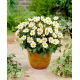 Dalia - Topmix White - duża paczka! - 10 szt.