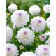Dalia - Eveline