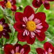 Dalia - Eefje