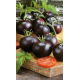 Pomidor Blackball - gruntowy