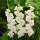 Mieczyk White Prosperity - 5 szt.